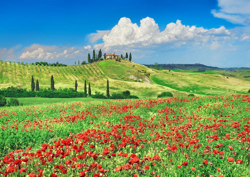Farmhouse with Cypresses and Poppies- Val dOrcia- Tuscany  Poster Print by Frank Krahmer # 3FK5188