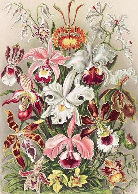 Orchidaeacae Poster Print by Ernst Haeckel # 3AA5247
