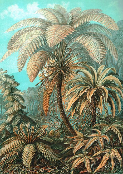 Filicinae Poster Print by Ernst Haeckel # 3AA5246
