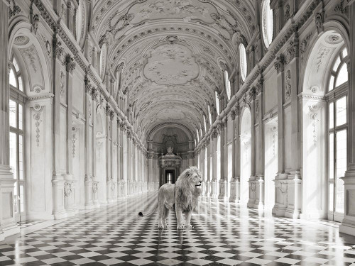 Luxurious Wilderness IV Poster Print by Julian Lauren # 3AP5181