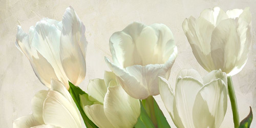 White Tulips Poster Print by Luca Villa # 2LC5327