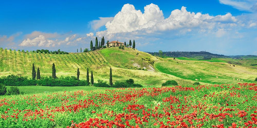 Farmhouse with Cypresses and Poppies- Val dOrcia- Tuscany  Poster Print by Frank Krahmer # 2FK5187