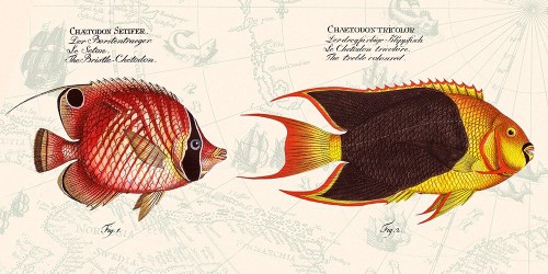 Tropical fish III-  After Bloch Poster Print by Stef Lamanche # 2SL5359