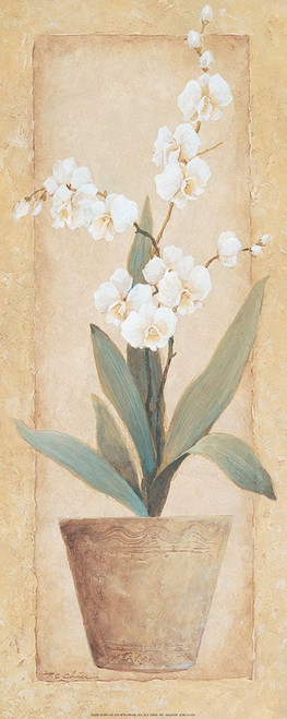 Potted Amarylis Poster Print by Unknown Unknown # 21339