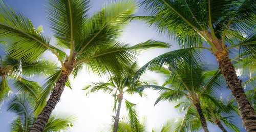 Oahu Palms Poster Print by Bill Carson Photography Bill Carson Photography # 15713