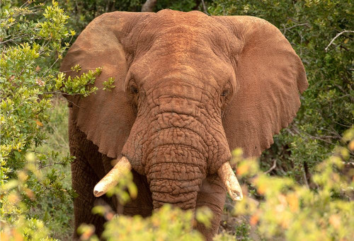 Elephant on Alert Poster Print by Kathy Mansfield # 15697