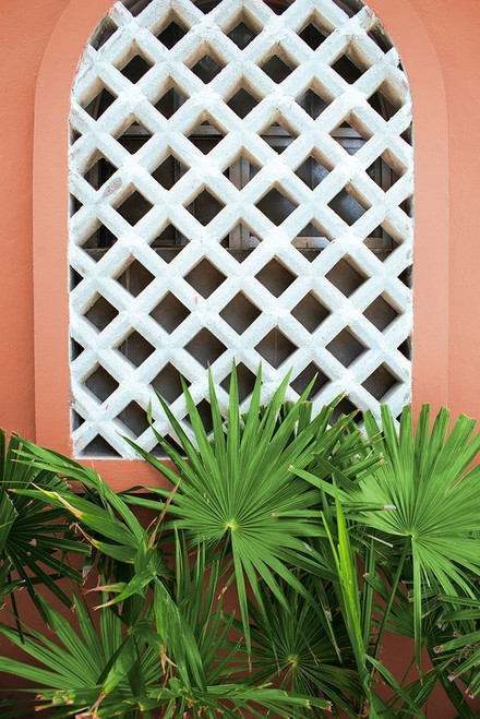 Mexican Fan Palms Poster Print by Kali Wilson # 15566