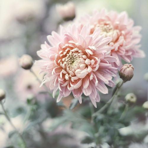 Muted Daisy Poster Print by Sarah Gardner # 12016S
