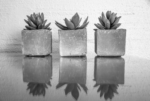 Potted Succulent Poster Print by Bill Carson Photography Bill Carson Photography # 14706