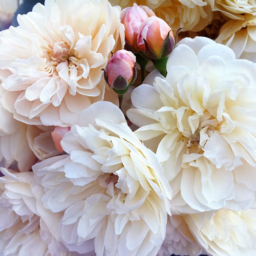 Full Blossoms Poster Print by Sarah Gardner # 13768J
