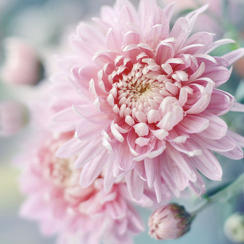 Romantic Blossom Poster Print by Sarah Gardner # 13769H