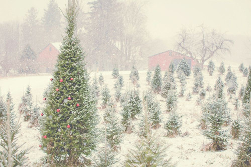 Holiday Cabin Poster Print by Kelly Poynter # 10107G