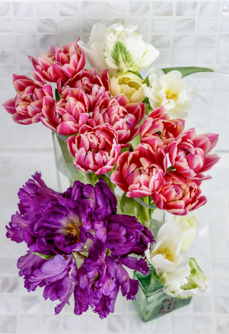 High angle view of arrangements of purple parrot tulips,pink double tulips and white tulips in glass vases; Surrey, British Columbia, Canada Poster Print by Lorna Rande (12 x 18) # 33294407