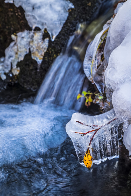 Fall foliage is frozen in icicles at Tokle Creek, Arctic Valley, Chugach State Park, South-central Alaska in autumn; Anchorage, Alaska, United States of America Poster Print by Sunny Awazuhara- Reed (12 x 19) # 33293901