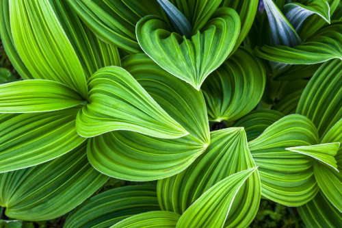 Close up detail of False Hellebore, Chugach National Forest, Kenai Peninsula, South-central Alaska in summertime; Seward, Alaska, United States of America Poster Print by Sunny Awazuhara- Reed (19 x 12) # 33293914