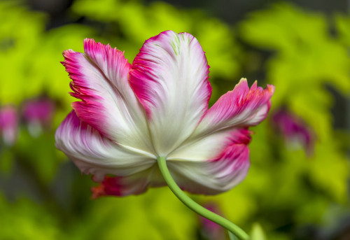 Close-up of the underside of a pink and white parrot tulip (Tulipa _gesneriana Parrot Group) in a garden in Surrey; British Columbia, Canada Poster Print by Lorna Rande (18 x 12) # 33294371