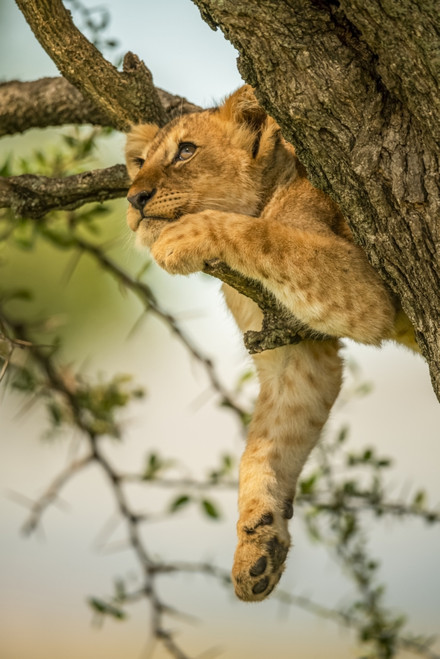 Lion cub (Panthera leo) relaxing on tree branch looking up; Tanzania Poster Print by Nick Dale (12 x 19) # 33294343