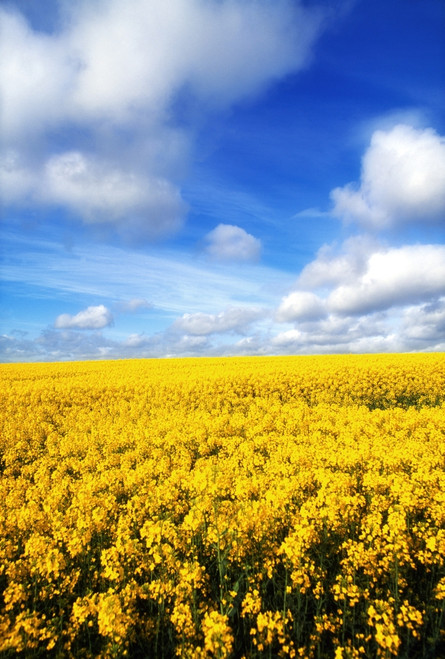 County Meath, Ireland, Rapeseed Poster Print by The Irish Image Collection (12 x 18) # 1807212