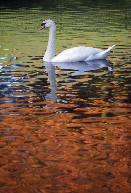 Mute Swan, Ireland Poster Print by The Irish Image Collection (12 x 18) # 1853528