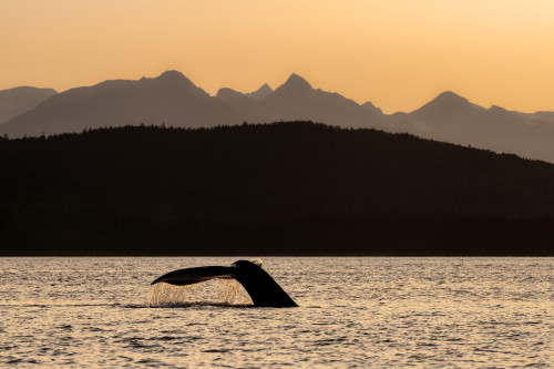 Silhouetted Humpback whale (Megaptera novaeangliae) lifts it's fluke as it feeds at sunset in Lynn Canal along the Alaska coastline; Alaska, United States of America Poster Print by John Hyde (19 x 12) # 12578236 Silhouetted Humpback whale (Megaptera novaeangliae) lifts it's fluke as it feeds at sunset in Lynn Canal along the Alaska coastline; Alaska, United States of America Poster Print by John Hyde (19 x 12) # 12578236