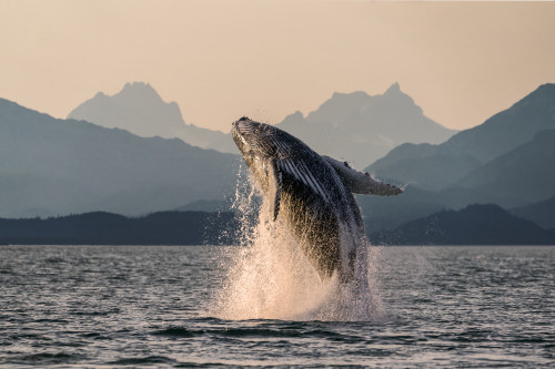 Humpback whale (Megaptera novaeangliae) leaping out of the water of Inside Passage in the Lynn Canal; Alaska, United States of America Poster Print by John Hyde (19 x 12) # 12578225 Humpback whale (Megaptera novaeangliae) leaping out of the water of Inside Passage in the Lynn Canal; Alaska, United States of America Poster Print by John Hyde (19 x 12) # 12578225