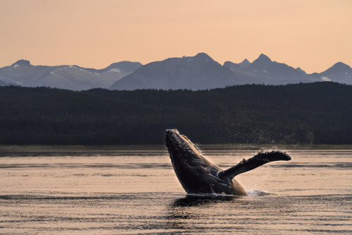 Humpback whale (Megaptera novaeangliae) breaches at sunset, Lynn Canal, Inside Passage, with Chilkat Mountains in the background; Alaska, United States of America Poster Print by John Hyde (19 x 12) # 12578240 Humpback whale (Megaptera novaeangliae) breaches at sunset, Lynn Canal, Inside Passage, with Chilkat Mountains in the background; Alaska, United States of America Poster Print by John Hyde (19 x 12) # 12578240