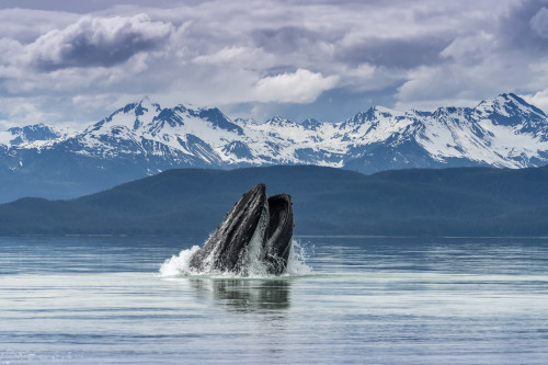 Humpback whale (Megaptera novaeangliae) lunge feeding for herring with a view of throat pleats, Inside Passage, Lynn Canal; Alaska, United States of America Poster Print by John Hyde (19 x 12) # 12578223 Humpback whale (Megaptera novaeangliae) lunge feeding for herring with a view of throat pleats, Inside Passage, Lynn Canal; Alaska, United States of America Poster Print by John Hyde (19 x 12) # 12578223