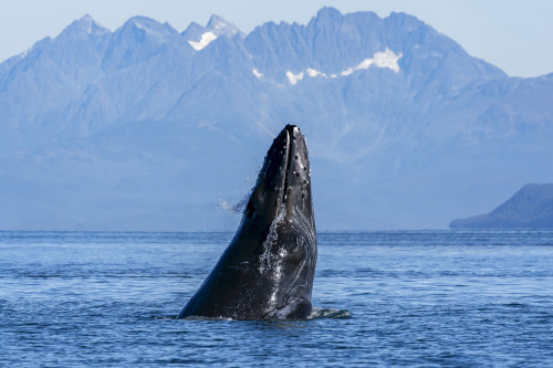 Humpback whale (Megaptera novaeangliae) surfacing, Inside Passage, Lynn Canal; Alaska, United States of America Poster Print by John Hyde (19 x 12) # 12578232 Humpback whale (Megaptera novaeangliae) surfacing, Inside Passage, Lynn Canal; Alaska, United States of America Poster Print by John Hyde (19 x 12) # 12578232