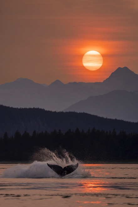 Humpback whales (Megaptera novaeangliae) surfacing in Inside Passage in the Lynn Canal under the glow of the setting sun; Alaska, United States of America Poster Print by John Hyde (12 x 19) # 12578231 Humpback whales (Megaptera novaeangliae) surfacing in Inside Passage in the Lynn Canal under the glow of the setting sun; Alaska, United States of America Poster Print by John Hyde (12 x 19) # 12578231