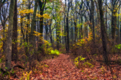 Autumn coloured foliage in Wolfe's Pond Park, Staten Island; New York City, New York, United States of America Poster Print by F M Kearney (18 x 12) # 12577006 Autumn coloured foliage in Wolfe's Pond Park, Staten Island; New York City, New York, United States of America Poster Print by F M Kearney (18 x 12) # 12577006