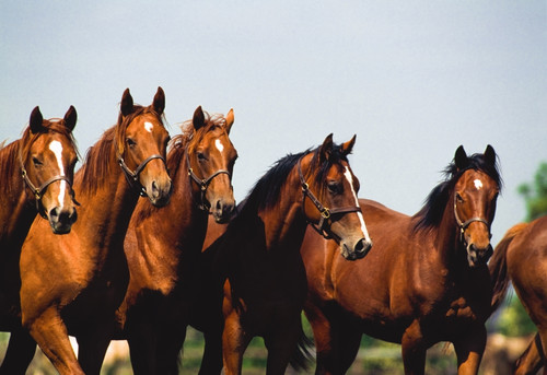 Ireland, Yearling Thoroughbred Poster Print by The Irish Image Collection (18 x 12) # 1829075
