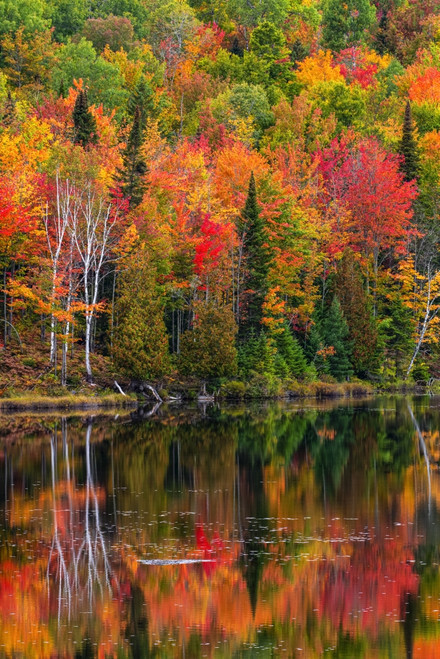 Vibrant autumn coloured foliage in a forest along a tranquil lake reflecting the colours; Lac Labelle Region, Quebec, Canada Poster Print by David Chapman (12 x 19) # 12593764