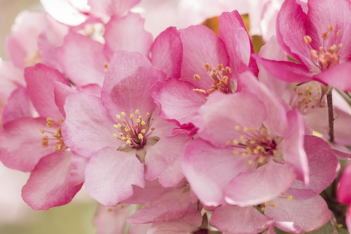 Close-up of pink apple blossoms; Alberta, Canada Poster Print by 770 Productions # 12594829