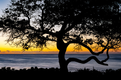 Silhouetted tree on Lydgate Beach at sunrise; Kapaa, Kauai, Hawaii, United States of America Poster Print by The Nature Collection (19 x 12) # 12575626