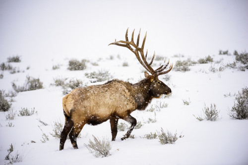 Large bull Elk (Cervus canadensis) with majestic antlers walking through winter snowstorm in Yellowstone National Park; Wyoming, United States of America Poster Print by Kenneth Whitten (19 x 12) # 12574890