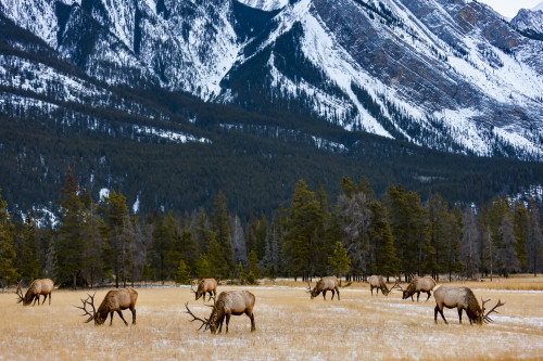 Elk (Cervus canadensis) in Jasper National Park; Alberta, Canada Poster Print by The Nature Collection (19 x 12) # 12575559