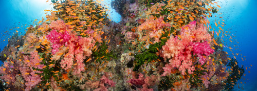 Alconarian and tubastrea coral with schooling anthias dominate this Fijian reef scene; Fiji Poster Print by Dave Fleetham (36 x 12) # 12575309