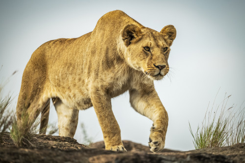 Lioness (Panthera leo) walks on rock under blue sky, Cottar's 1920s Safari Camp, Maasai Mara National Reserve; Kenya Poster Print by Nick Dale (19 x 12) # 12574613