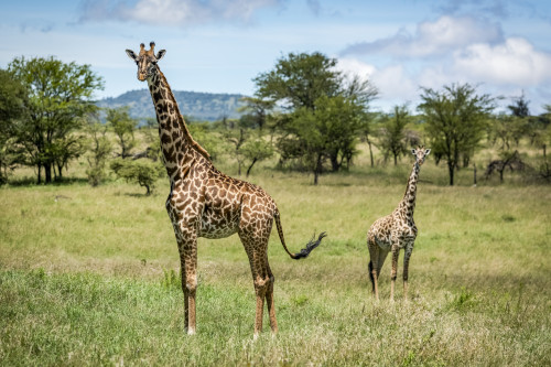 Masai giraffe (Giraffa camelopardalis tippelskirchii) stands with calf in savannah, Klein's Camp, Serengeti National Park; Tanzania Poster Print by Nick Dale (19 x 12) # 12574616
