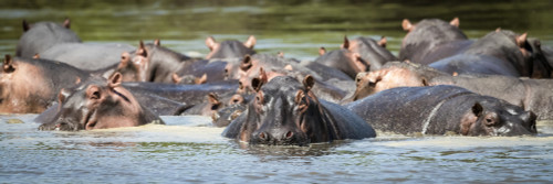 Panorama of hippopotamus pod (Hippopotamus amphibius) in calm river, Grumeti Serengeti Tented Camp, Serengeti National Park; Tanzania Poster Print by Nick Dale (26 x 8) # 12574620