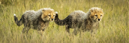 Panorama of two cheetah cubs (Acinonyx jubatus) walking together, Grumeti Serengeti Tented Camp, Serengeti National Park; Tanzania Poster Print by Nick Dale (26 x 8) # 12574621
