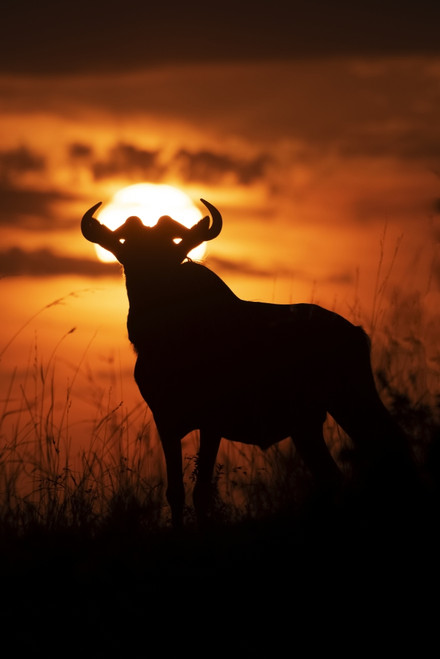 Silhouette of blue wildebeest (Connochaetes taurinus) against sunset sky, Cottar's 1920s Safari Camp, Maasai Mara National Reserve; Kenya Poster Print by Nick Dale (12 x 18) # 12574592