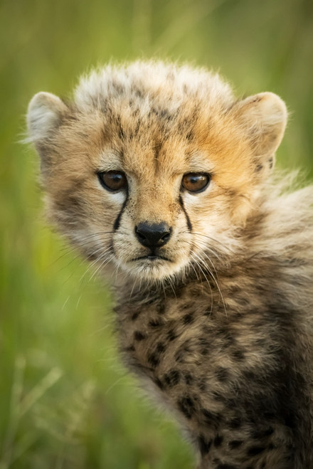 Close-up of cheetah cub (Acinonyx jubatus) sitting on grass, Grumeti Serengeti Tented Camp, Serengeti National Park; Tanzania Poster Print by Nick Dale (12 x 19) # 12574676