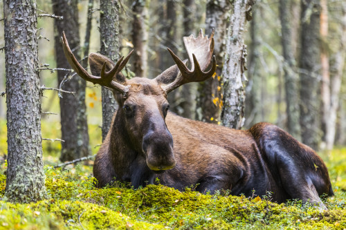 A bull moose (Alces alces) resting in a forest on Fort Greely; Alaska, United States of America Poster Print by Steven Miley (19 x 12) # 12573796