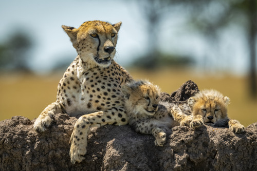 Cheetah (Acinonyx jubatus) lies on mound with sleepy cubs, Grumeti Serengeti Tented Camp, Serengeti National Park; Tanzania Poster Print by Nick Dale (19 x 12) # 12574659