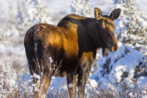 A cow moose (Alces alces) browsing after the first significant snowfall of winter; Alaska, United States of America Poster Print by Steven Miley (19 x 12) # 12573781