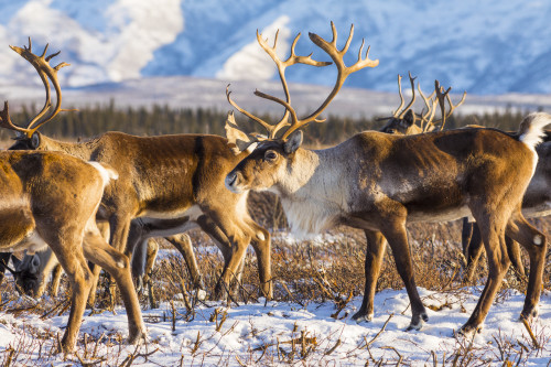 Caribou (Rangifer tarandus) belonging to the Donnelly Herd forage for food after the first significant snowfall of winter, South of Delta Junction; Alaska United States of America Poster Print by Steven Miley (19 x 12) # 12573782