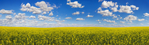 Panorama of a canola field under a blue sky with cloud; Alberta, Canada Poster Print by 770 Productions (39 x 11) # 12331596