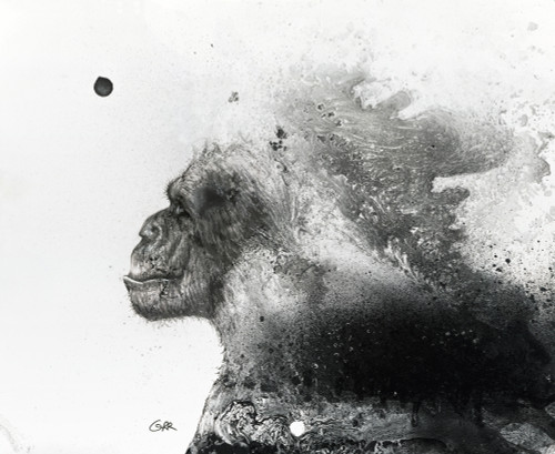 Black And White Illustration Of A Primate Poster Print by Glen Ronald (17 x 14) # 12322504