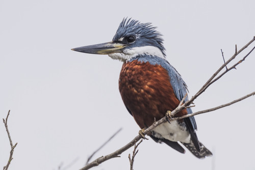 Ringed Kingfisher Perched On Branch Facing Left; Mato Grotto Do Sol, Brazil Poster Print by Nick Dale # 12318378